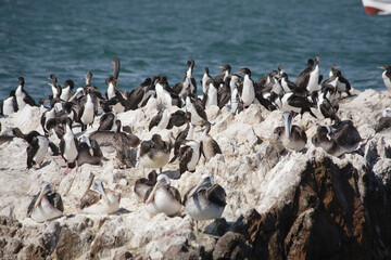 Large flock of seabirds gathered on rocky shore by the sea