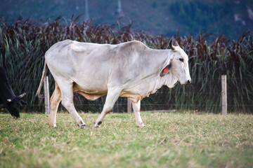 Amazonas Breed Cow, Cross of Zebu and Brownswiss
