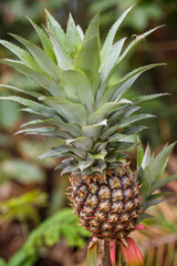 Fototapeta premium Pineapple growing amidst green foliage and natural background