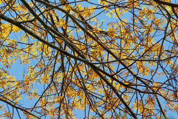Golden autumn leaves on branches against a clear blue sky.