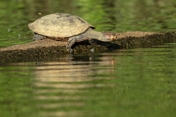 Fototapeta premium Turtle resting on a log in a serene green water setting.