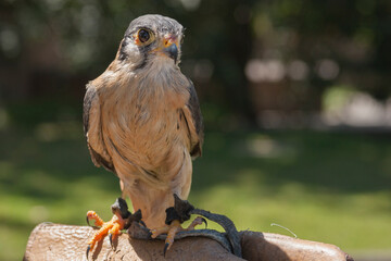 Falcon perched on a leather glove in an outdoor space