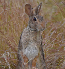 Cute Cottontail Rabbit