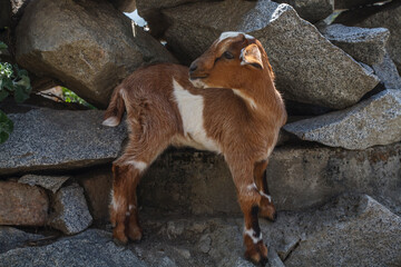Another view of a cute goat standing among rocky terrain