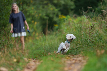 Girl throws a stick to the dog in natural park of Town. Woman in blue dress walking with dog
