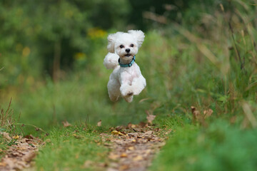 White Maltese is posing in forest during sunny day