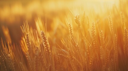 Fototapeta premium Golden Wheat Field at Sunset