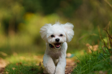 White Maltese is posing in forest during sunny day