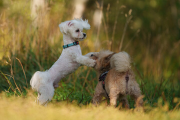 White Maltese is posing in forest during sunny day. Dogs play with each other in grass field 