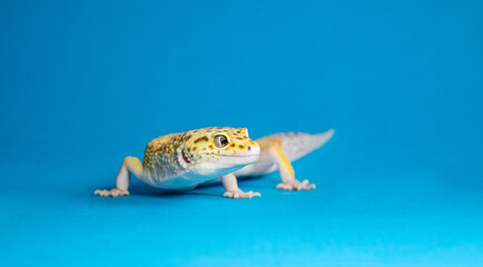 Against a blue background, the leopard gecko stands out with its characteristic spots and...