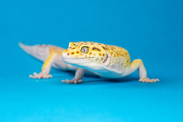 A bright leopard gecko sits against a blue background, its large eyes and spotted skin attracting...