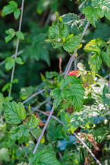 California blackberry, California dewberry, Douglas berry, Pacific blackberry, Pacific dewberry, or...