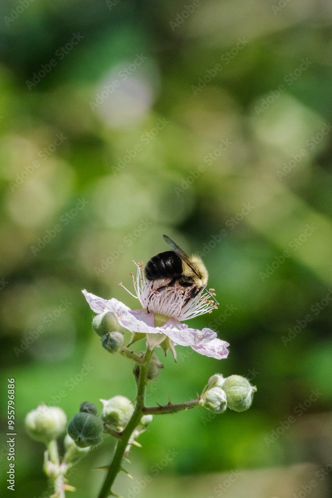 Wall mural Bumblebee on blackberry flower (rubus armeniacus)