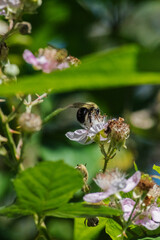 Bumblebee on blackberry flower (rubus armeniacus)