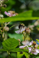 Bumblebee on blackberry flower (rubus armeniacus)