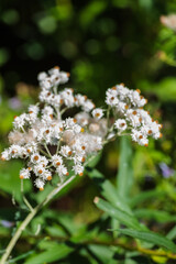Obraz premium Western pearly everlasting (Anaphalis margaritacea)