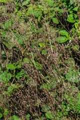 Nipplewart (Lapsana communis)