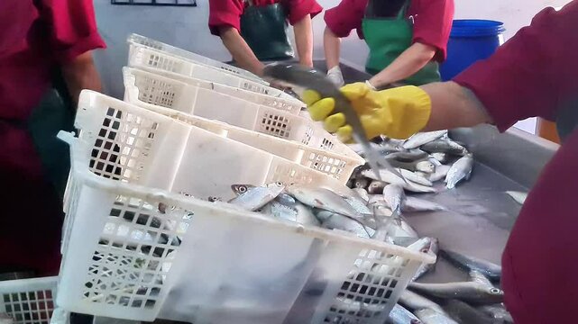Workers sort fish to be packed and put into cold storage, the concept of the fisheries industry, milkfish in Indonesia.