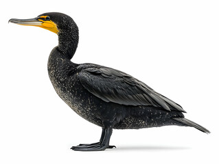 Obraz premium A side view of a striking black cormorant showcasing its glossy feathers and distinctive yellow throat, perfect for bird enthusiasts.