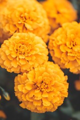 Closeup of big orange marigold flowers. Day of the dead, Mexican holiday celebration. Hindu Puja. Festival Vishu, Ugadi or Gudi Padwa. Traditional Indian background with copy space