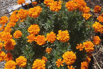 Cluster of Orange Marigolds in the Garden