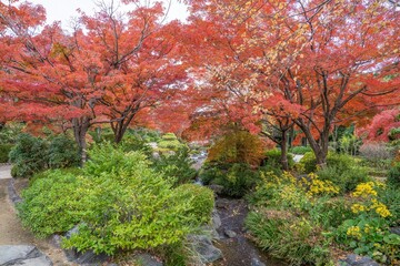 ちょうど見ごろのモミジの紅葉に囲まれた小さな渓流の情景