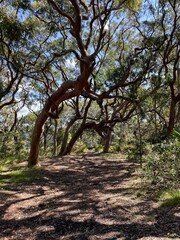 path in the forest