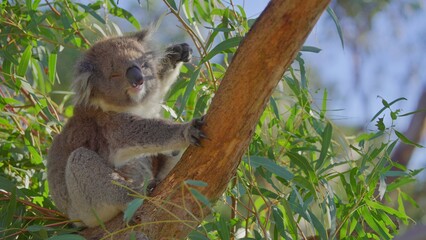 Koala on a tree
