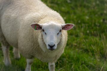 Sheep in the meadow. Goat Herd in the Village. Lambs at pasture. Concept farm animals. Sheep prepare for shearing wool and slaughtering meat. Sheep in the farm.