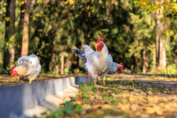 Three chickens are walking on a sidewalk
