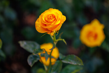 A single yellow rose is the main focus of the image