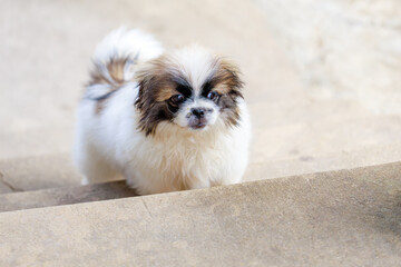 A small white and brown dog is standing on a concrete step