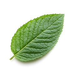 Obraz premium Single Green Leaf with Prominent Veins