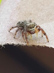 Jumping spider about to Jump