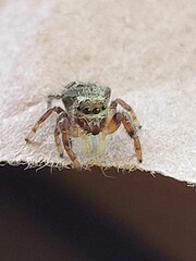 Jumping Spider at edge of ledge