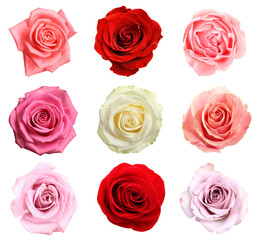 Fototapeta premium Many beautiful roses isolated on white, set