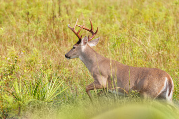 A white-tailed deer (odocoileus virginianus) buck with a nice set of antlers in Venice, Florida