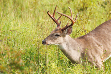 A white-tailed deer (odocoileus virginianus) buck with a nice set of antlers in Venice, Florida