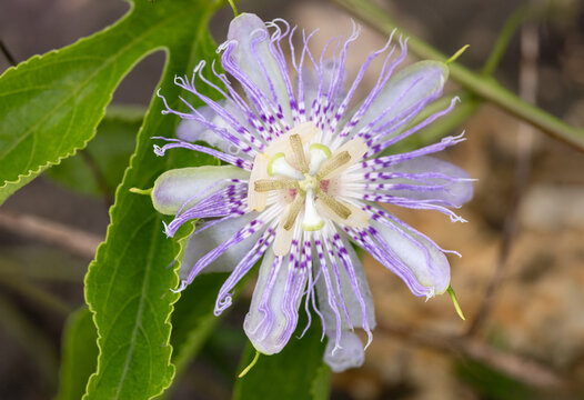Purple passionflower (Passiflora incarnata) in Venice, Florida