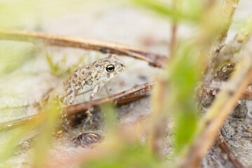 A tiny, young amphibian in Carlton Reserve, Venice, Florida — probably a southern toad (Anaxyrus terrestris) according to reviewers on iNaturalist. 