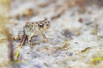 A tiny, young amphibian in Carlton Reserve, Venice, Florida — probably a southern toad (Anaxyrus terrestris) according to reviewers on iNaturalist. 