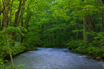 日本の風景・春　青森県十和田市　新緑の奥入瀬渓流