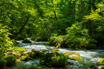 日本の風景・春　青森県十和田市　新緑の奥入瀬渓流