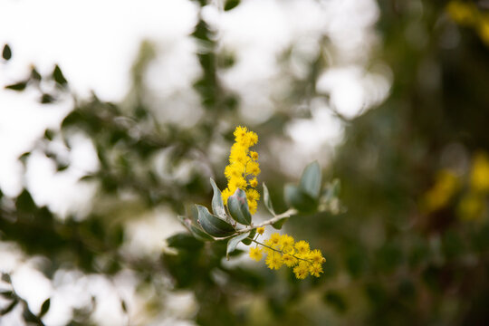 wattle flowers with blurry leaves, trees and sky in the background