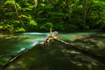 日本の風景・春　青森県十和田市　新緑の奥入瀬渓流
