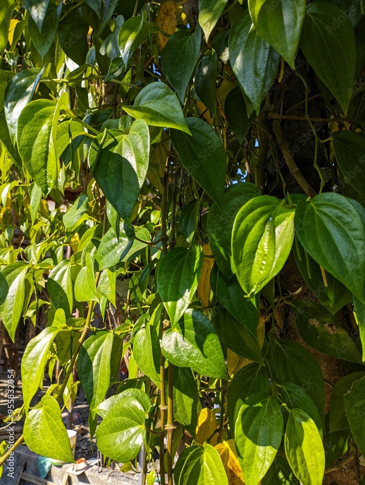 Wall mural green betel leaves