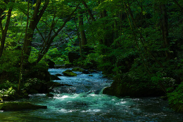 日本の風景・春　青森県十和田市　新緑の奥入瀬渓流