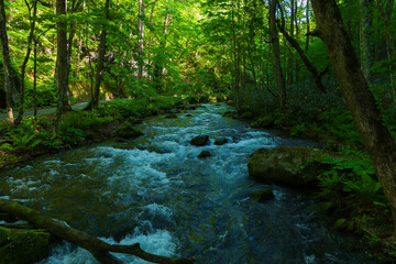 日本の風景・春　青森県十和田市　新緑の奥入瀬渓流