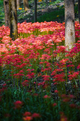 Colorful garlic in the park