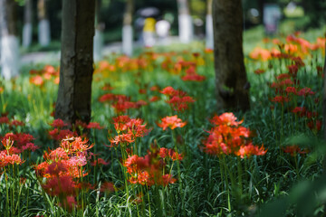 Colorful garlic in the park